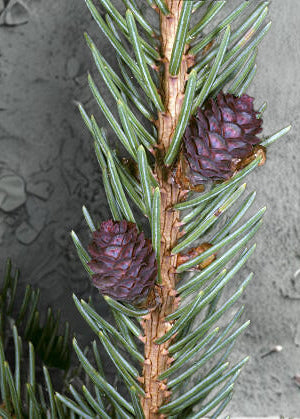 Nettoyant visage BotaniClean