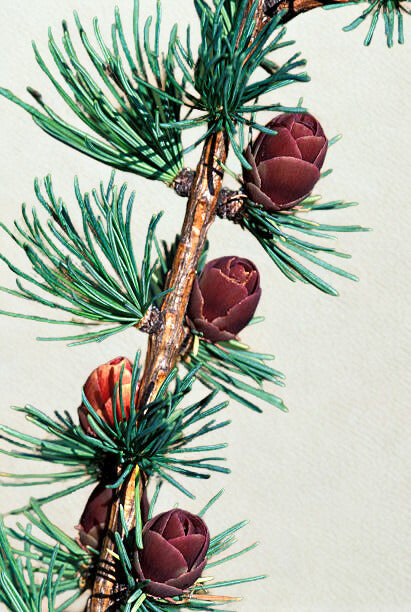 Micro gommage pour le visage Buff