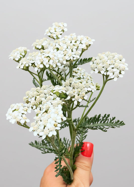 Lotion tonique Balance