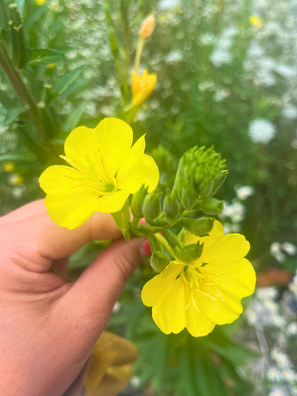 Huile pour le visage Boost