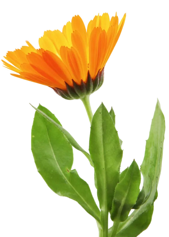 Huile pour le visage Boost